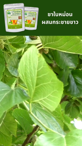 ชาใบหม่อนผสมกระชายขาว ตราไร่กฤติยา (Mulberry Leaves Fingerroot Tea)