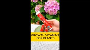 Plants Growth Vitamins growth enhancer organic fertilizer rooting hormone for all vegetables flowers ornamental plant