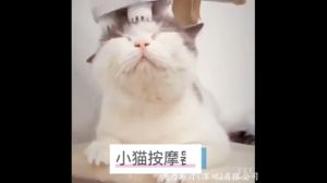 เครื่องนวดหัวแมว / เครื่องนวดแมว / นวดแมว / เครื่องนวดคอบ่าไหล่ ของเล่นแมว ชาร์จ USB ใช้งานง่าย