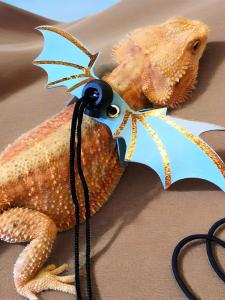 Outdoor Leash Rope for Reptiles Wings Anti-Escape Chest Strap Prevents Struggling Pet Supplies Reptile Cleaning And Daily Use