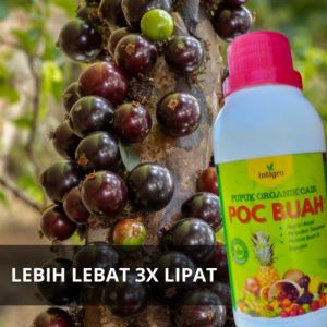 Pupuk Anggur Brazil / Pupuk Buah Jaboticaba / Obat Penyubur Pelebat Buah Anggur Brazil Jaboticaba