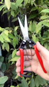 Kéo tỉa cành Nhật bền đẹp dễ sử dụng
