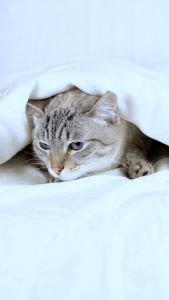 LUMIPET Antibiotik Kucing dan Anjing High Concentrate Pereda Diare Batuk Flu dan Nyeri Demam Radang Tenggorokan Anti Infeksi Virus