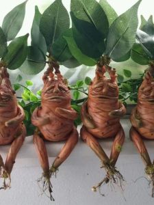 Mandrake Mandala Grass Resin Decor: A Nordic Style Home & Garden Ornament