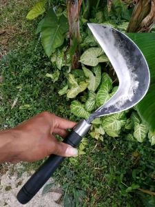 arit rumput sabit padi asli asli Garut Jawa barat super tajam arit pinising halus sudah tajam siap pakai