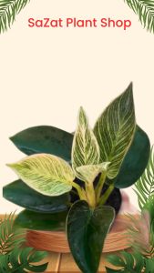 Cây Trầu bà Đế Vương Kim Cương Philodendron Birkin cao 25-30cm cây cảnh kiểng lá mini để bàn trồng trong nhà phong thuỷ hút tài lọc cây xanh Nhà Phố SaZat Plant.