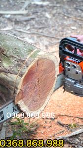 Máy cưa xích chạy xăng KOMAUSU CS75 xích lớn máy cưa xích chạy xăng trọng lượng 6.5kg lam dài 5.5 tấc kèm bình pha xăng.