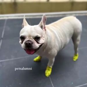 ผ้าพันแผลสัตว์เลี้ยง เทปพันเท้า เทปยืดหยุ่น 4.5 เมตร ผ้าล็อค เทปพันออกกำลังกาย ใช้ได้ทั้งคนและสัตว์ เทปพันเท้าสุนัข เทปพันแผลสุนัข ผ้าพันเท้าสุนัข Pet Tape ปลอกคอสุนัข ขาหมา สายจูง สุนัข - Lazada