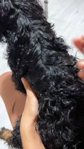 100ml 200ml Prolific Tails Tick Buster All Stages Adult Puppy Dog Dogs Anti Tick Flea Pet Treatment