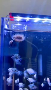 Aquarium Bloodworm Acrylic Feeder Feeding Cup Holder红虫喂食器(REDAY STOCK)