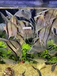 TUBIFEX FREEZE-DRIED Aquarium Pet Food For Fish Turtles