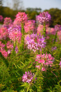 ดอกเสี้ยนฝรั้ง รวมสี1500เมล็ด