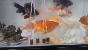 18W 22W 26W 30W AC DC Silent Aquarium Air Pump Oxygen Pond Aerator Water Fish Tank Four Outlet Adjustable Flow Oxygen Pump