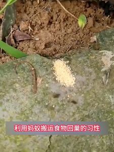 🐜ไม่เห็นผลคืนเงินเต็มจำนวน🐜กําจัดมดทั้งหมดในรังในครั้งเดียว กําจัดรังทั้งหมด 100% ตาย ดึงดูดมดให้กิน ผงกำจัดมด 10แพ็ค นําเข้าจากสหรัฐอเมริกา  ยากำจัดมด ยาฆ่ามด ยกรัง ยาฆ่ามดแบบผง ยาฆ่ามด ยากำจัดมด ยากำจัดมด ant killer