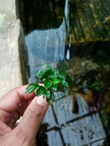 Anubias petite/anubias petite full air tanaman aquascape