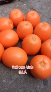1 Trái cam Mỹ giả - Trái cây giả cao cấp - TUYET XUAN SHOP