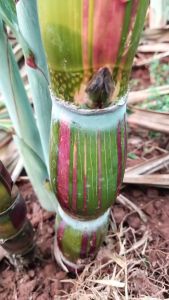 1 Khúc Mía sọc xanh sọc vàng Hilo Bụng phật siêu hiếm nhiều mắt làm giống