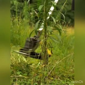 Electric Grass Cutter: Rechargeable Cordless Lawn Mower 388v Garden Weeding Tools Cutter Rechargeable (5 Year Warranty)