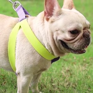 Dog Halter Harness & Leash Set - Adjustable Heavy Duty No Pull Halter Harness - Buckle with Locking System - Double D Ring