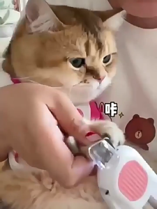 Pet Nail Cutter with LED Light Pet Nail Clipper Grooming Nail Trimmer Cat Dog Pemotong Gunting Kuku Kucing Anjing 宠物指甲剪