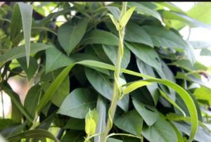 1Kg Thân & Lá Mơ Tươi Tự Nhiên - 1kg lá đã lặt sẳn - Lá Mơ Trơn - Lá Thúi Địt - Đống Gói Hút Ẩm ( chỉ Ship Ở Tỉnh miền Nam )