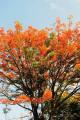 Fire tree/ Flame tree Delonix regia seedlings. 