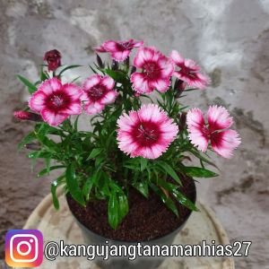 Bunga Anyelir ( 1 pot ) Super grade A