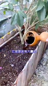 Phân bón Axit Fulvic 95% hòa tan trong nước cho cây phân bón hóa chất kích hoạt đất chống xơ cứng