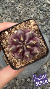 Gymnocalycium Mihanovichii.Deep Purple / Gymnocalycium Variegated / Color Gymnocalycium / Cactus Succulents