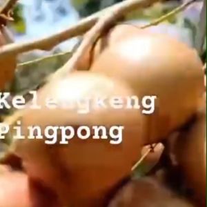 Bibit Kelengkeng Pingpong STEK OKULASI Super Genjah