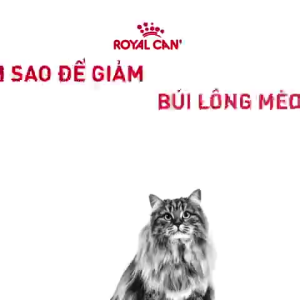 Thưc Ăn Hạt Royal Canin Hairball Care 2kg Cho Mèo Trưởng Thành Hỗ Trợ Tiêu Búi Lông - HÀNG CHÍNH HÃNG