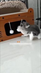 ถ้ำแมว บ้านแมว บ้านแมวกระดาษอเนกประสงค์ เตียงแมว เตียงสัตว์เลี้ยงน่า แมว Scratch คณะกรรมการ