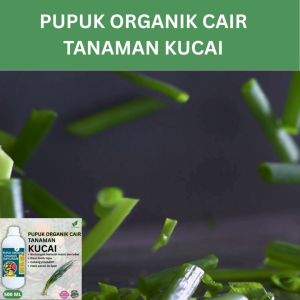 Pupuk Kucai 500 ML /Pupuk Booster Kucai Cepat Berbuah Lebat/Pupuk Cair Kucai