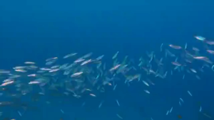 Blackmores Fish oil Mini 400capsules MINI CONCENTRATE น้ำมันปลา น้ำมันปลาเข้มข้นสูง EXP:12/2027