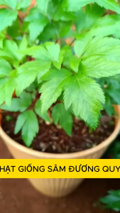 Hạt giống Sâm Đương Quy – Gói 100 Hạt