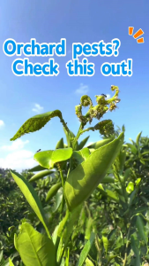 4 Bags Yellow Fly Sticky Trapping Kits Long-Lasting Glue Non-Invalid Sun-Aging Resistant Suitable for Kitchen/Balcony/Outdoor Courtyard Cost-Effective