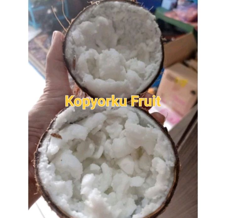kelapa kopyor Grade B