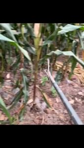 คีมจับงูจับงูพร้อมตัวล็อคนิรภัย พับได้ 0.75/1/1.2/1.5mอุปกรณ์จับงู เครื่องดักปลาไหลมา กัดแรงไม่เป็นสนิมง่ายไม่เสียหายง่าย พกพาสะดวกsnake catcher