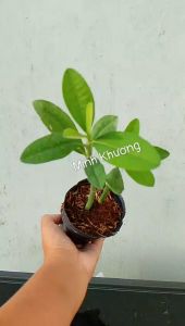 chậu ( 2 cây) thach anhcây công đức cao 10-20cm-Minh Khương-Vườn Minh Khương