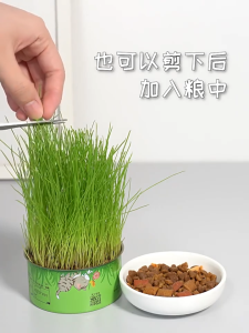 【SG Seller】Fresh Cat Grass Natural Organic Cat Grass Fast Growing Cat Grass Seed