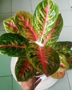 Aglonema Big Papa Rosette Asli Cantik Banget