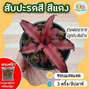 สับปะรดสี สีแดง กระถาง 3 นิ้ว [แถมกาบมะพร้าวพร้อมปลูก] bromeliad  ต้นไม้มงคลจิ๋วน่ารัก ต้นไม้ฟอกอากาศ ไม้ประดับ