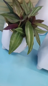 กระถางปลูกต้นไม้มีมาตรวัดระดับน้ำในตัว สามารถสังเกตตำแหน่งการรดน้ำได้