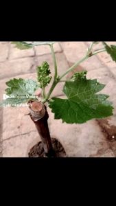 A1- paket hemat 2 bibit anggur Nina Quin import stek batang.