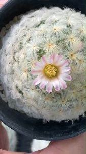 แมมขนนก Mammillaria Plumosa ดอกชมพู/ครีม ขาว กระถาง 2-3นิ้ว ขาดหน้าไม้ 3-5 CM สวยปัง อ้วนกลมน่ารักมากๆ