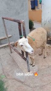 NO LIMIT BaoRun Alat Mesin Cukur Bulu Hewan Domba Garut Anjing Listrik Charge Cas Ulang HSK002