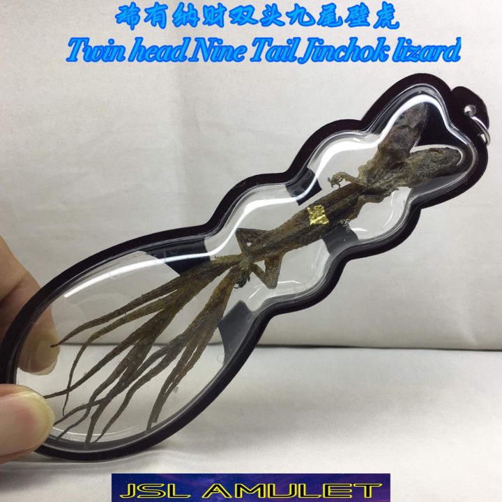稀有 双头九尾壁虎 Twin head 9tail Jinchok lizard 阿赞贴 Archan tie wat samnak Be ...