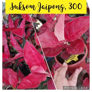 Aglaonema Suksom Jaipong with FREE Philodendron