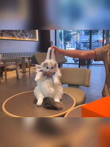 น่ารักยัดไส้แมวรูปร่างกระเป๋าเป้สะพายหลังตุ๊กตาของเล่นปฏิบัติสร้างสรรค์สะดวกสบาย