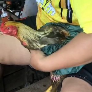 ผ้าเช็ดน้ำไก่ชน เย็บขอบอย่างดี ไม่หดเวลานาบหน้าเตา